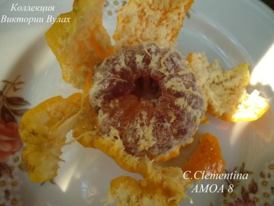 311 C.Clementina 8 - 
